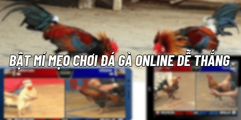 Mẹo đá gà online dễ thắng